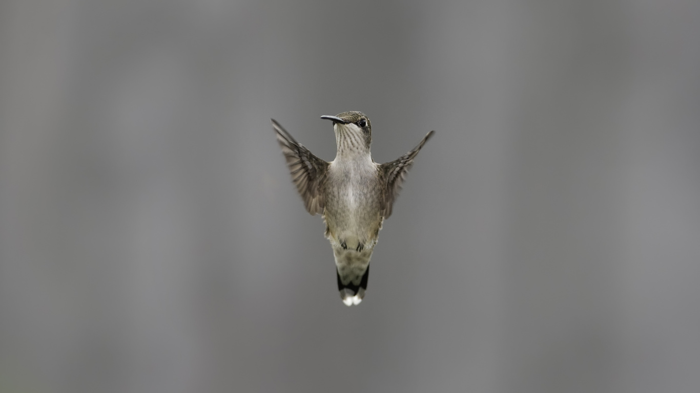 Обои птица, клюв, живая природа, Колибри, крыло в разрешении 1366x768