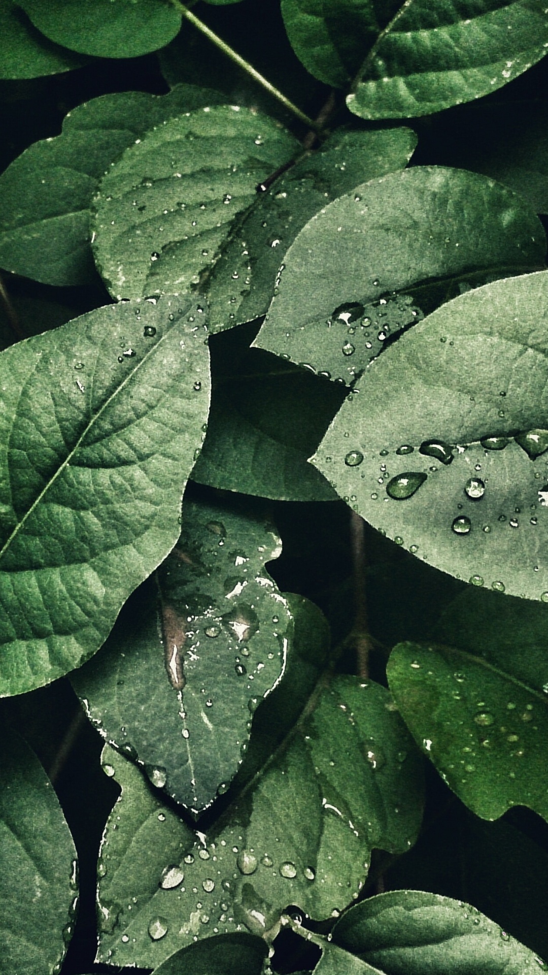 Обои Пражский зоопарк, растение, наземное растение, вода, жидкость в разрешении 1080x1920