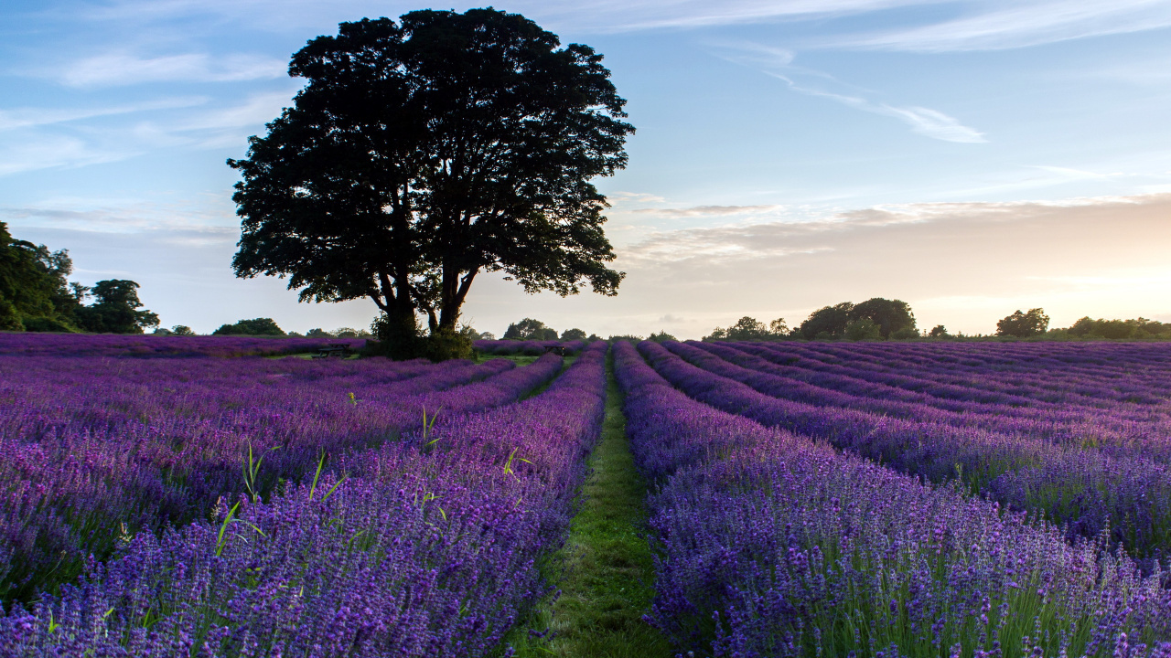 Обои лаванда, английский лаванды, пурпур, цветок, поле в разрешении 1280x720
