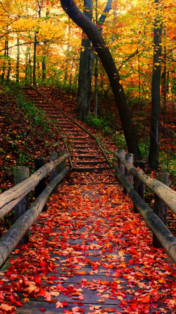 Обои осень, сезон, дерево, лист, природа в разрешении 720x1280