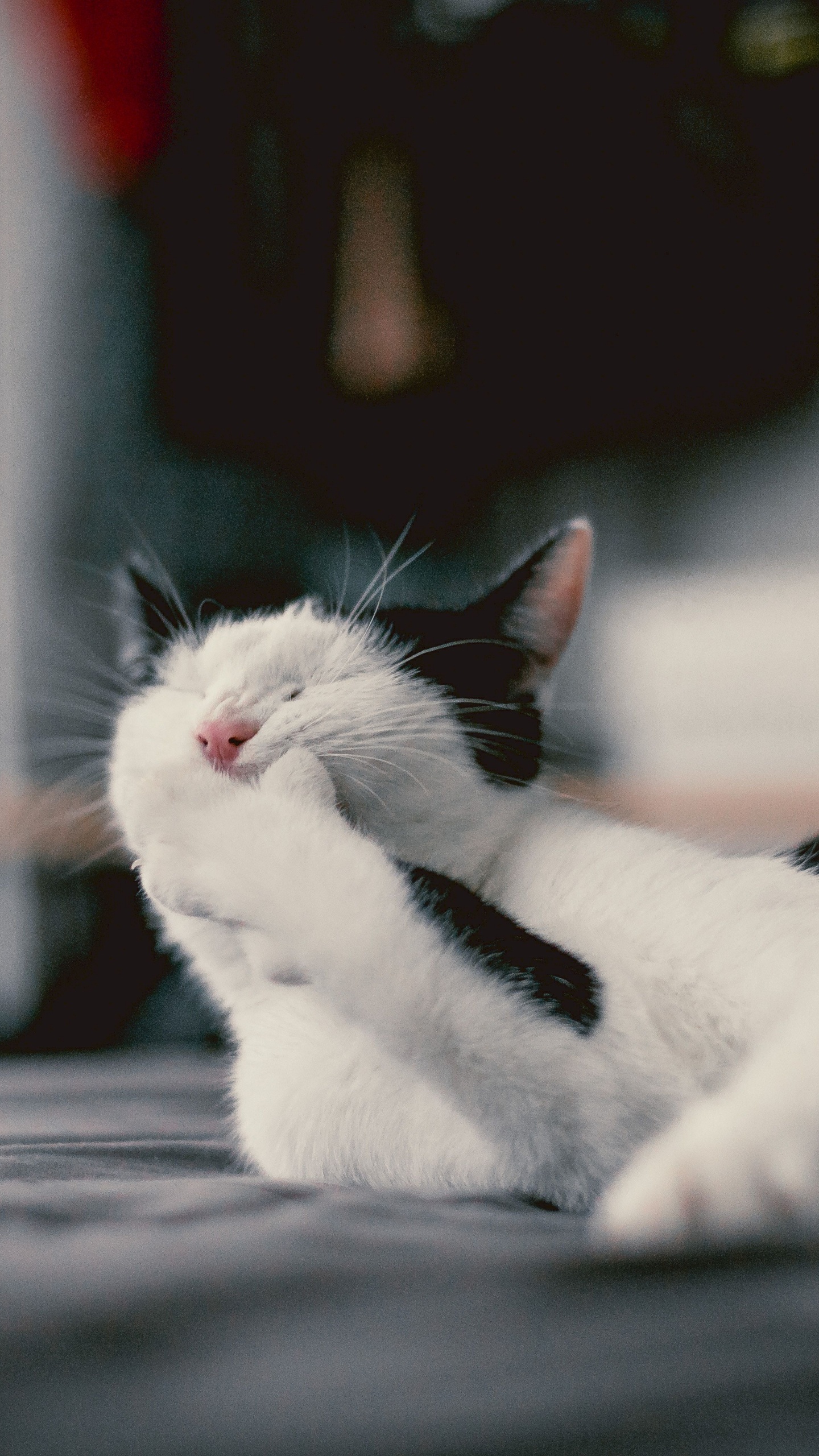 Обои кот, котенок, кошачьих, бакенбарды, эгейская кошка в разрешении 1440x2560