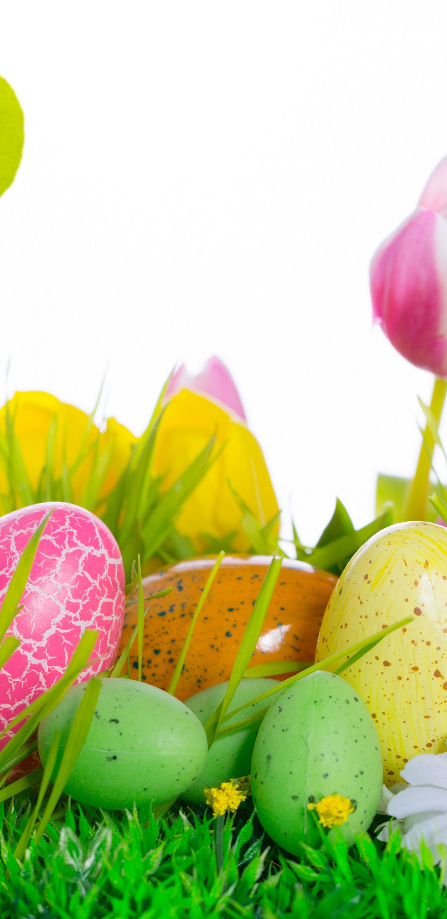Обои пасхальное яйцо, праздник, пасха, растение, весна в разрешении 1440x2960