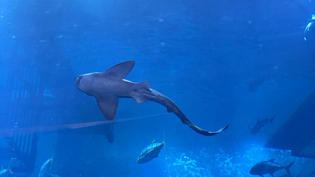 Обои вода, подземные воды, жидкость, электрик, рыба в разрешении 1280x720