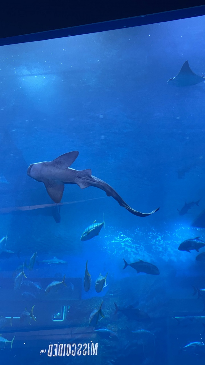 Обои вода, подземные воды, жидкость, электрик, рыба в разрешении 720x1280