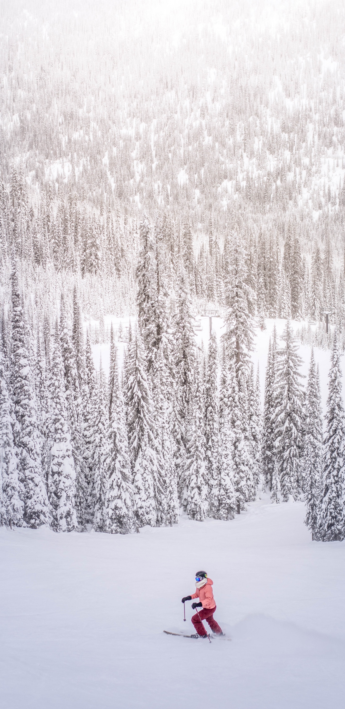 Обои лыжи, осина, горные лыжи, зима, дерево в разрешении 1440x2960