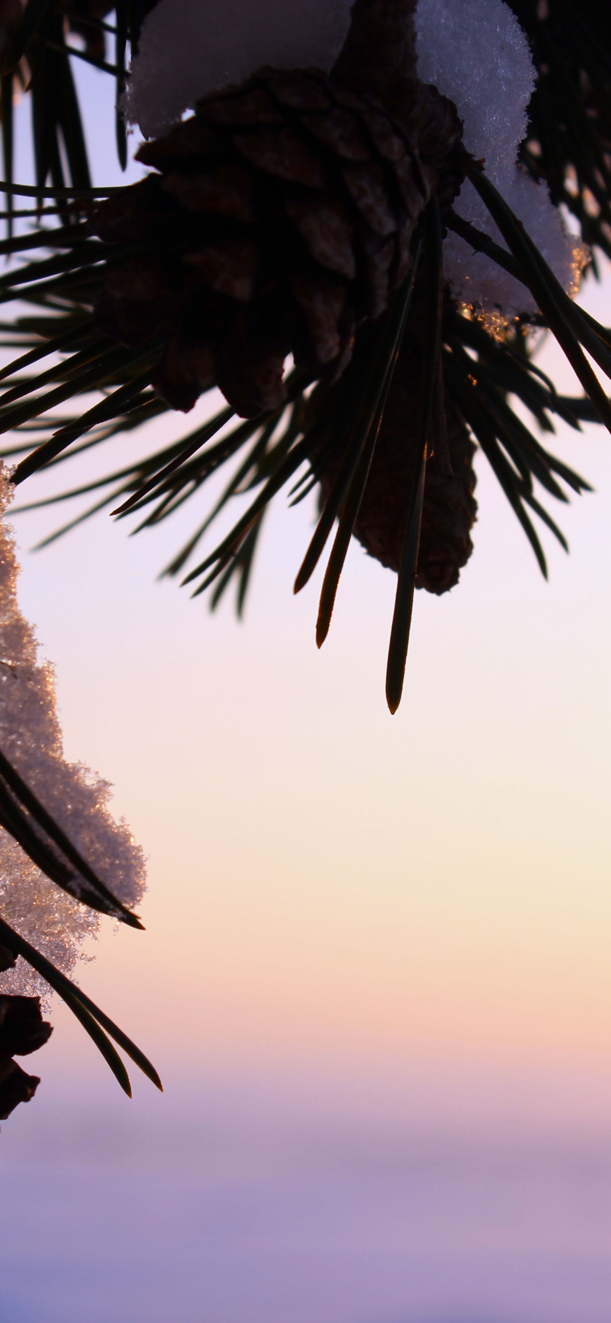 Обои солнечный свет, дерево, облако, пальмовые рощи, Пальмировая пальма в разрешении 1242x2688