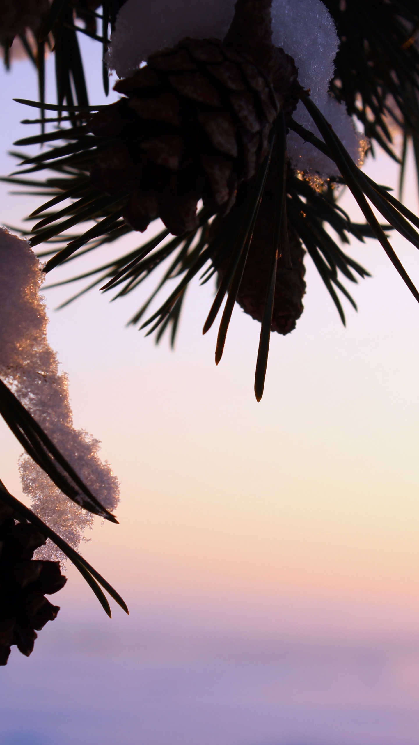 Обои солнечный свет, дерево, облако, пальмовые рощи, Пальмировая пальма в разрешении 1440x2560