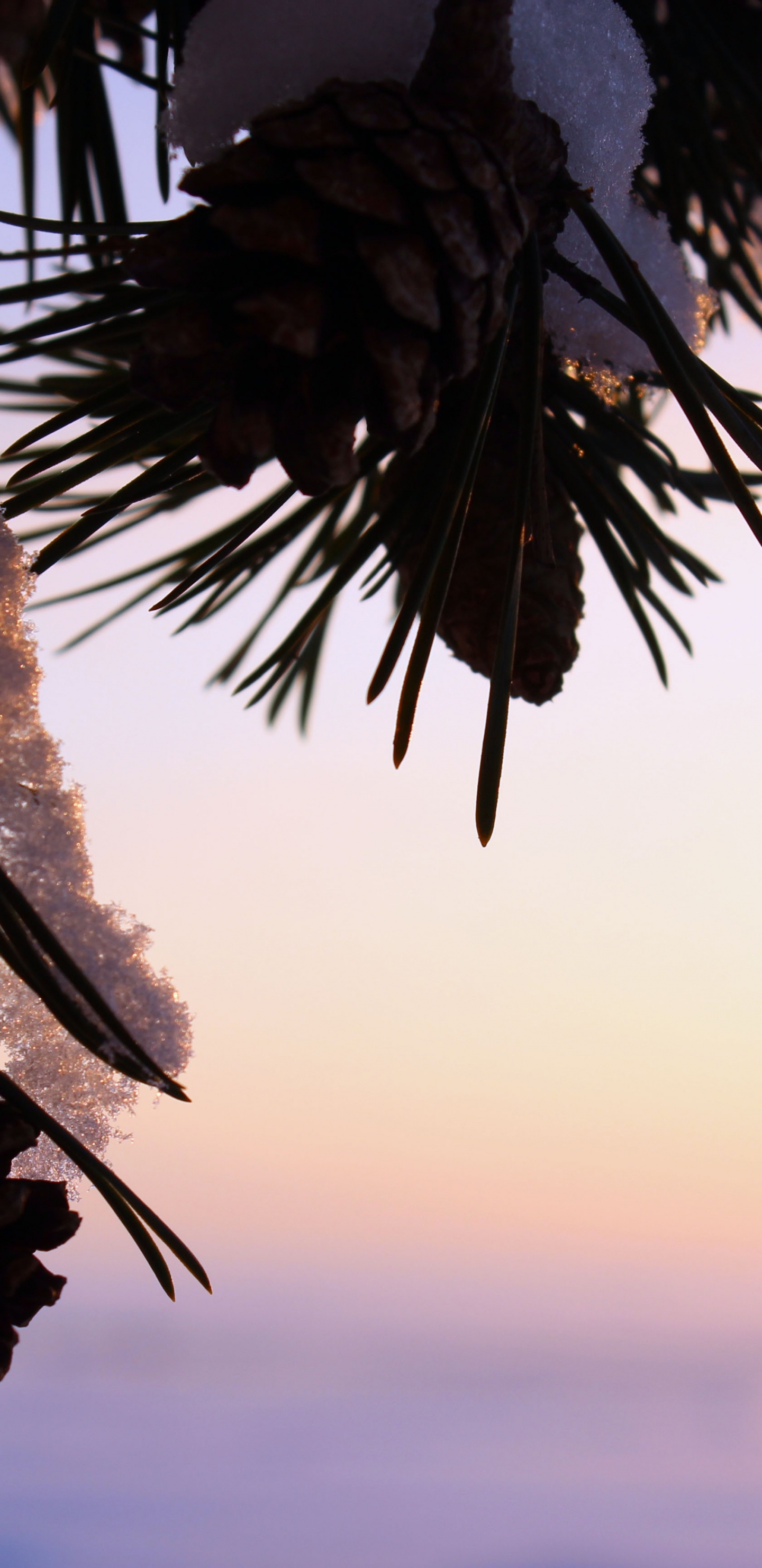 Обои солнечный свет, дерево, облако, пальмовые рощи, Пальмировая пальма в разрешении 1440x2960