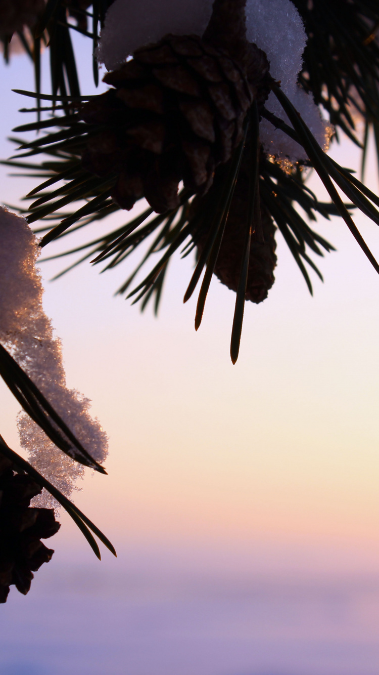 Обои солнечный свет, дерево, облако, пальмовые рощи, Пальмировая пальма в разрешении 750x1334