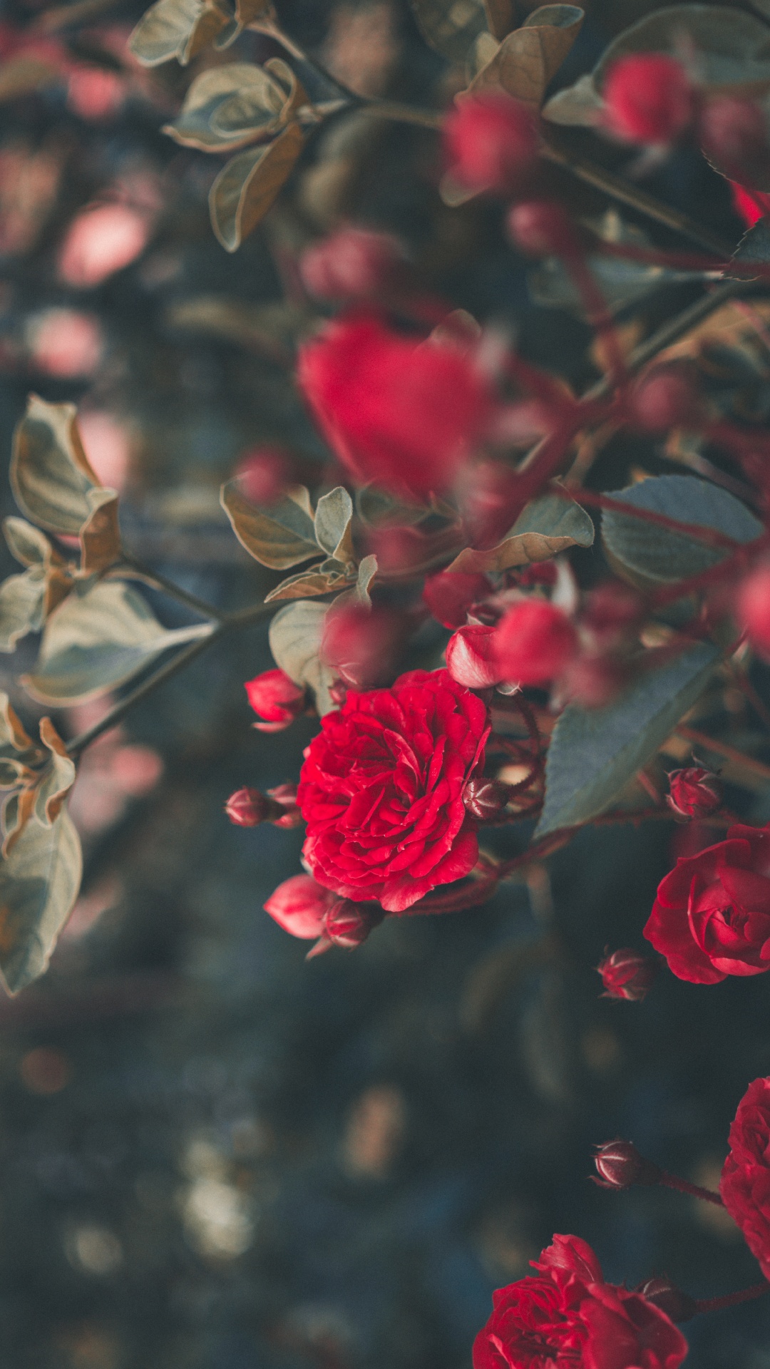 Обои Роза, цветок, сад роз, красный цвет, лепесток в разрешении 1080x1920