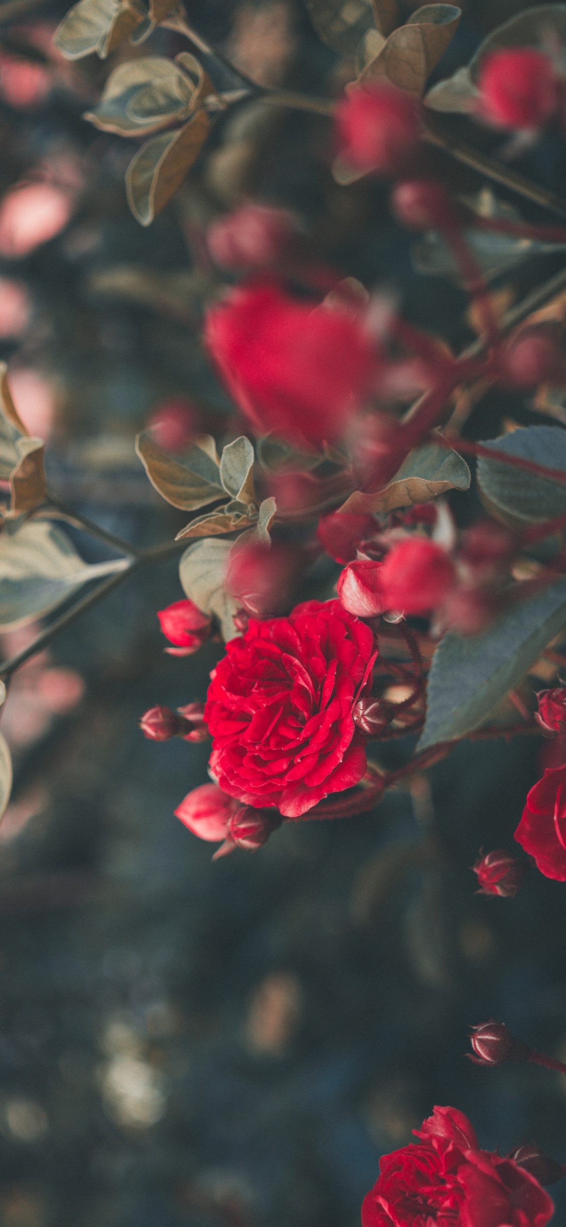 Обои Роза, цветок, сад роз, красный цвет, лепесток в разрешении 1125x2436