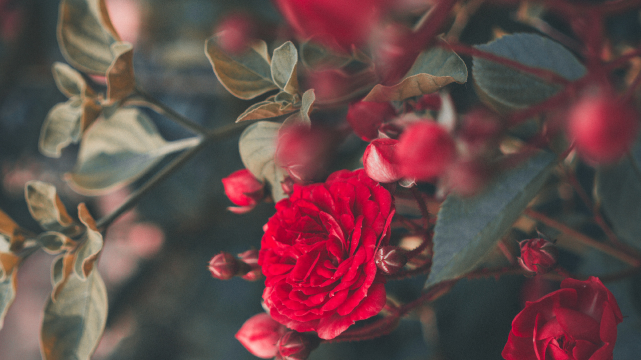 Обои Роза, цветок, сад роз, красный цвет, лепесток в разрешении 1280x720