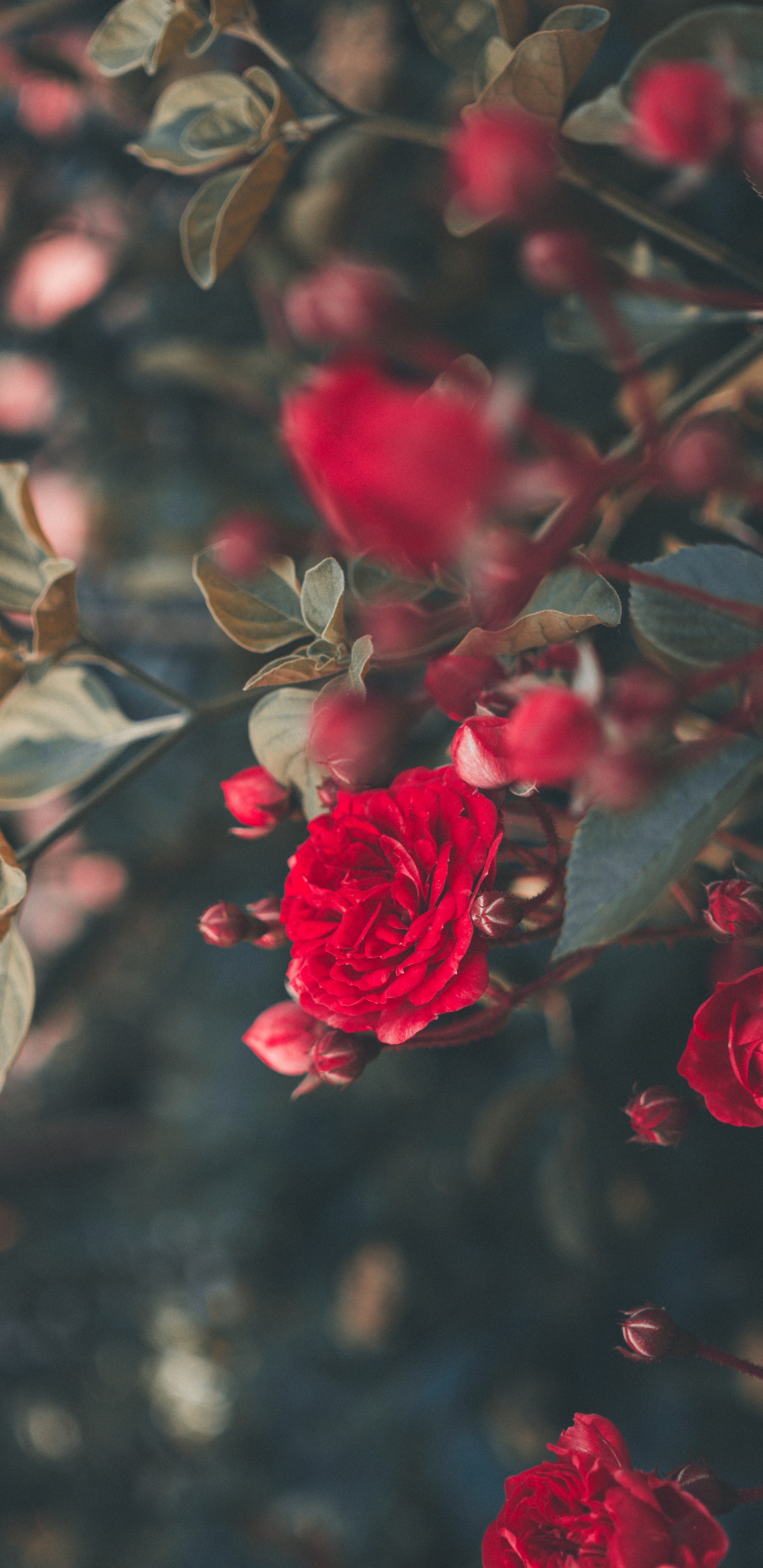 Обои Роза, цветок, сад роз, красный цвет, лепесток в разрешении 1440x2960