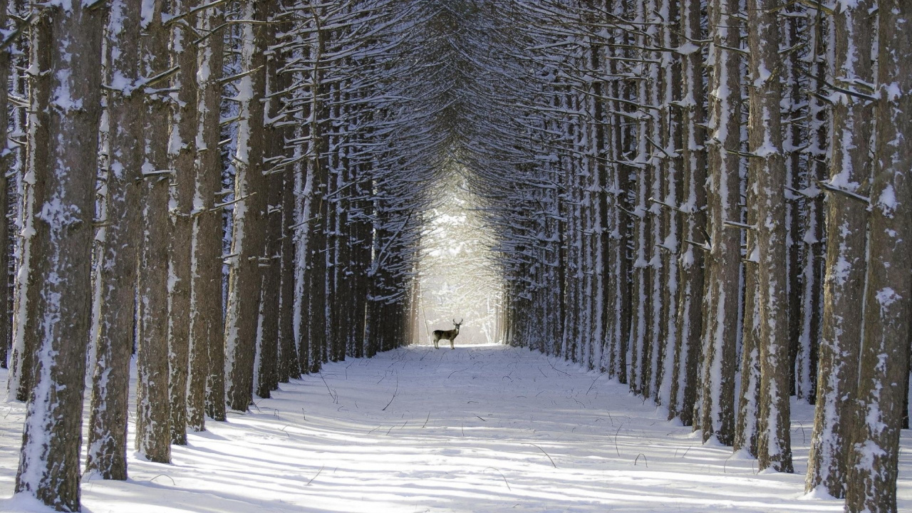 Обои лес, дерево, снег, зима, древесные растения в разрешении 1280x720