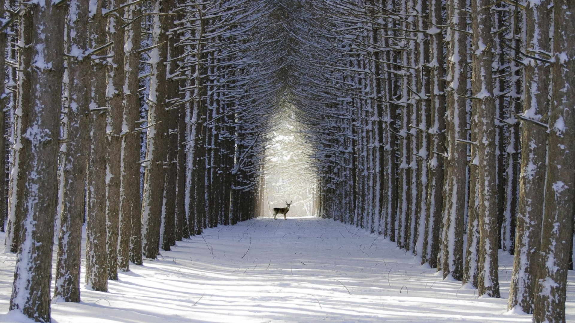 Обои лес, дерево, снег, зима, древесные растения в разрешении 1920x1080