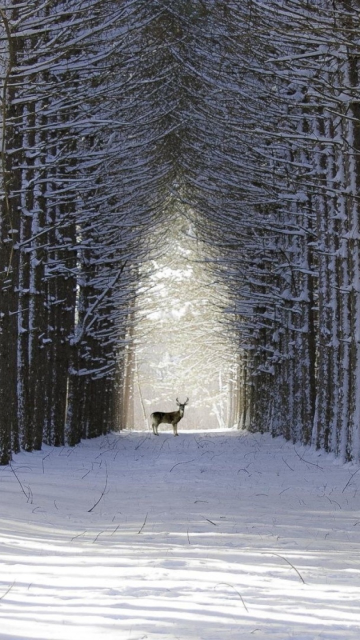 Обои лес, дерево, снег, зима, древесные растения в разрешении 720x1280