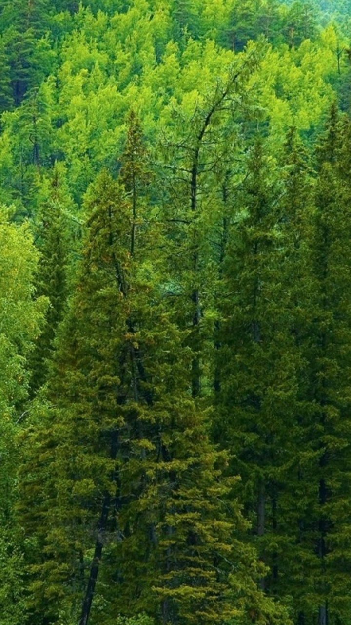 Обои сосна, дерево, лес, Хвойные, растительность в разрешении 720x1280