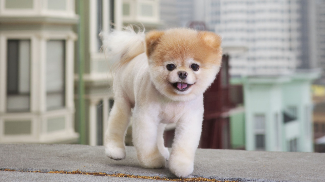 Обои Бу маленькая собака в большом городе, померанский шпиц, щенок, Бу, привлекательность в разрешении 1366x768