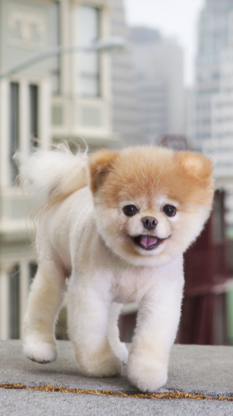 Обои Бу маленькая собака в большом городе, померанский шпиц, щенок, Бу, привлекательность в разрешении 750x1334