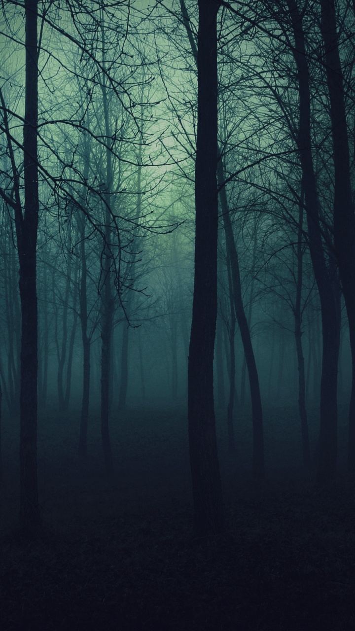 Обои лес, дерево, природа, атмосфера, видео в разрешении 720x1280