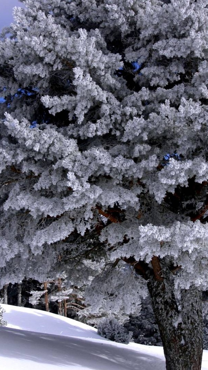 Обои снег, зима, дерево, мороз, замораживание в разрешении 720x1280