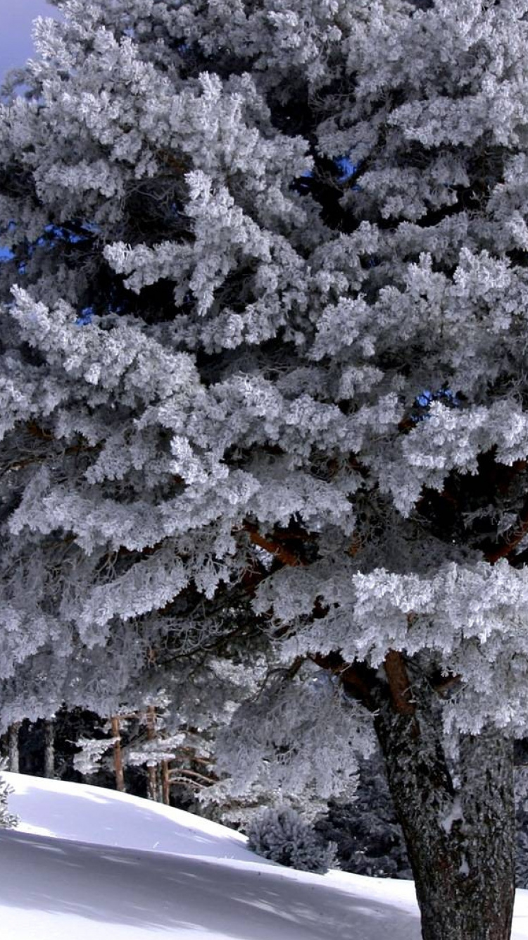 Обои снег, зима, дерево, мороз, замораживание в разрешении 750x1334