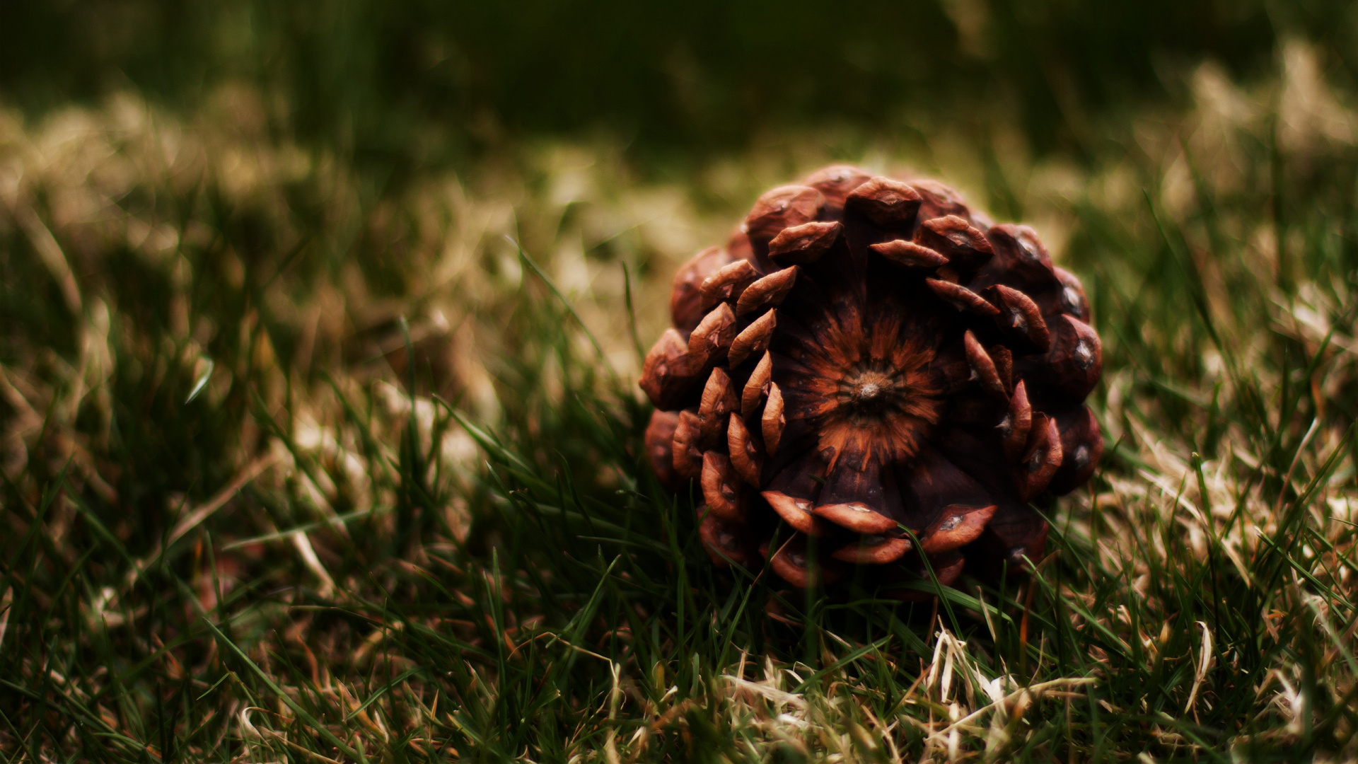 Обои хвойные конуса, Хвойные, сосна, рассада, конус в разрешении 1920x1080