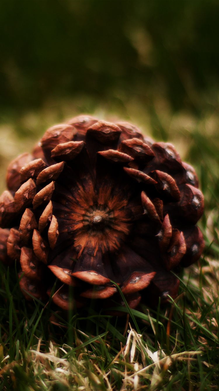 Обои хвойные конуса, Хвойные, сосна, рассада, конус в разрешении 750x1334