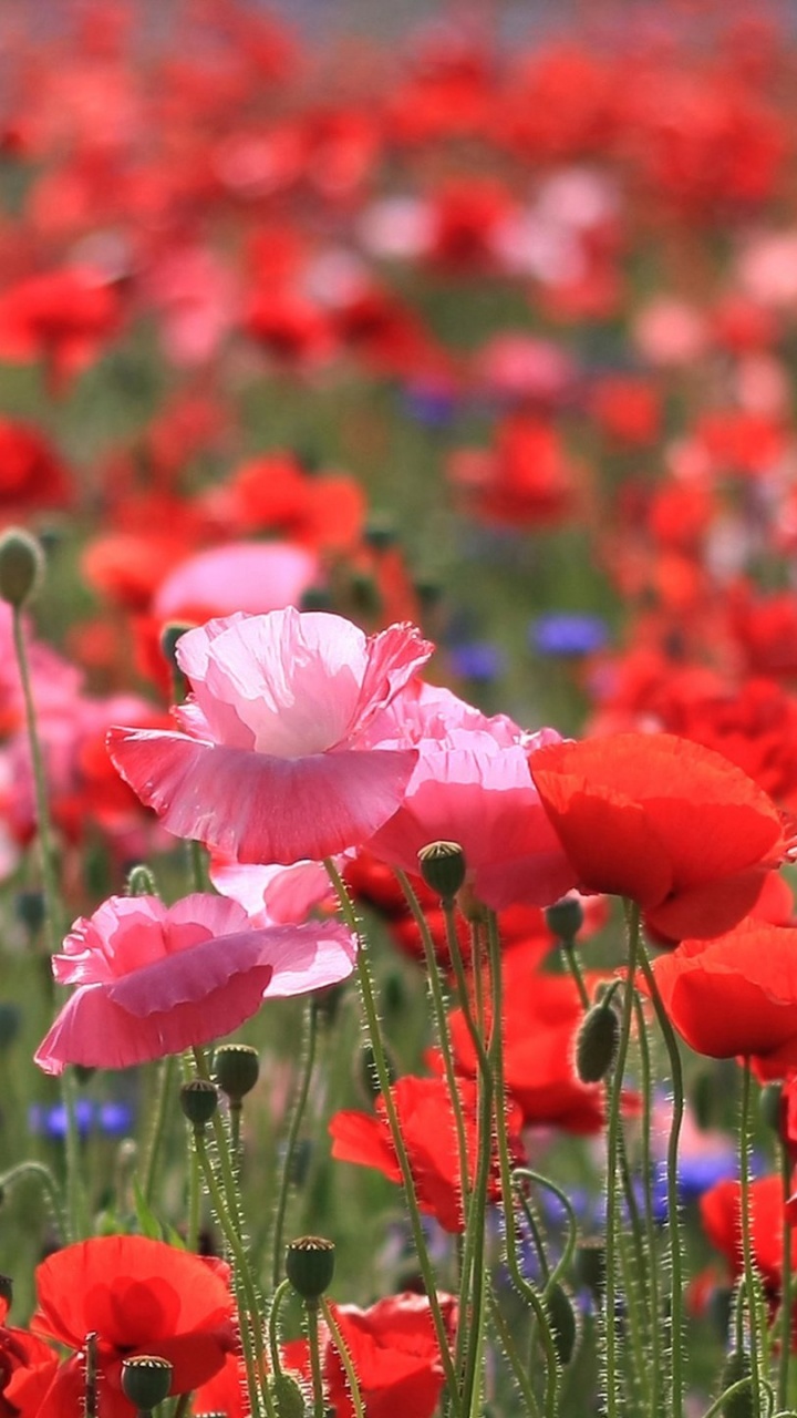 Обои цветок, цветковое растение, красный цвет, растение, поле в разрешении 720x1280