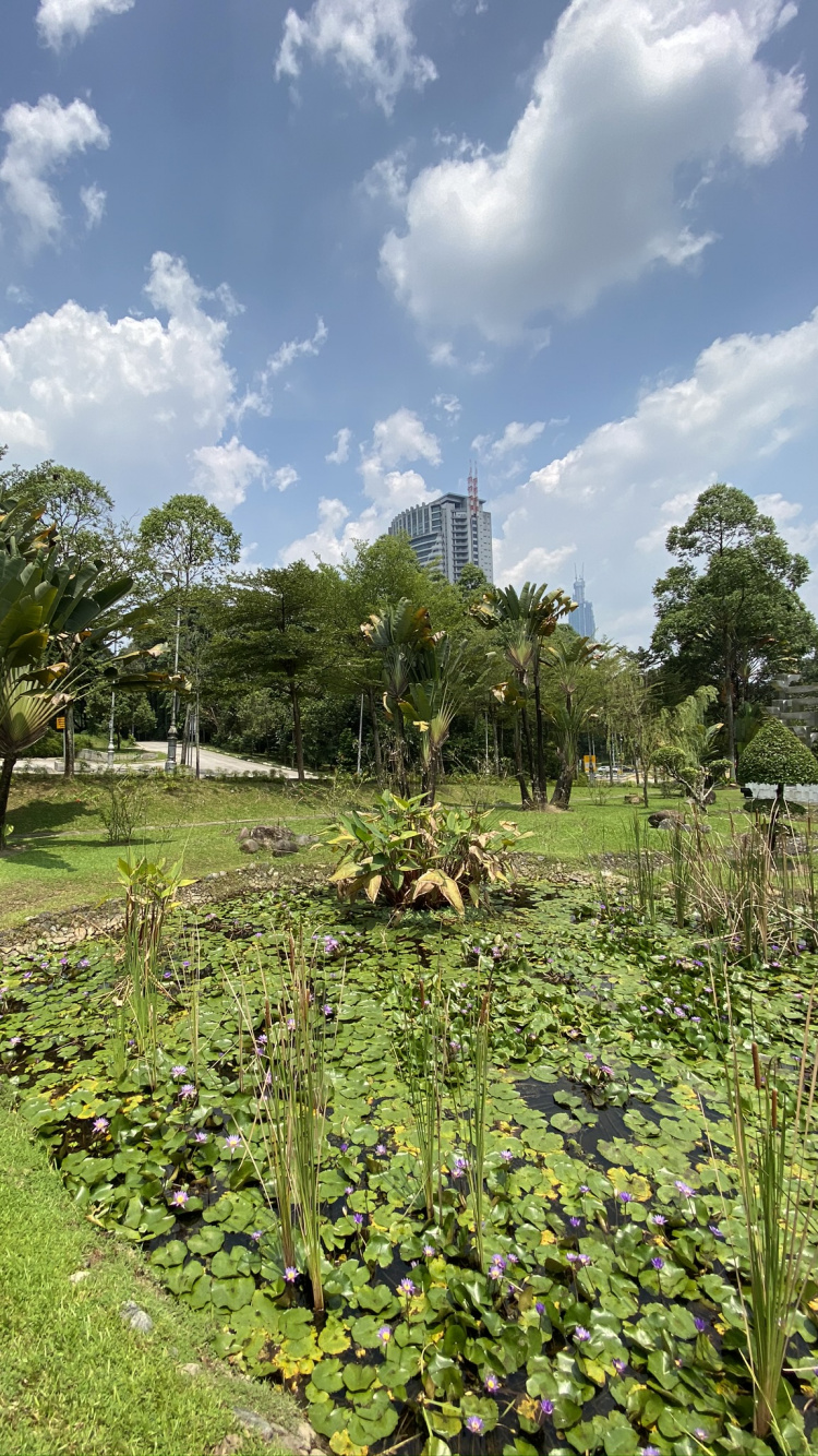 Обои растительность, растение, облако, дерево, земельный участок в разрешении 750x1334