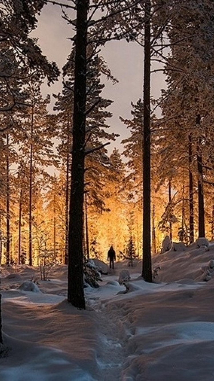 Обои зима, лес, дерево, природа, снег в разрешении 750x1334