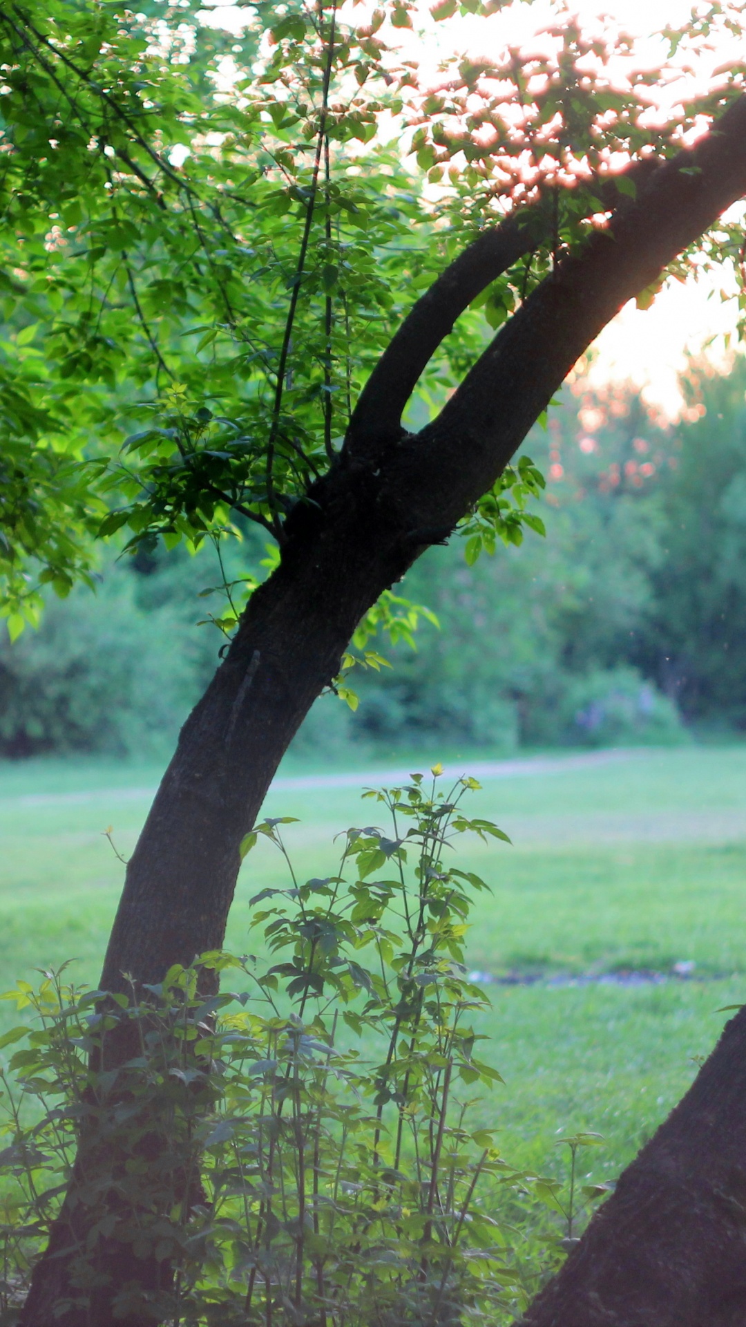 Обои природа, газон, дерево, зеленый, растительность в разрешении 1080x1920