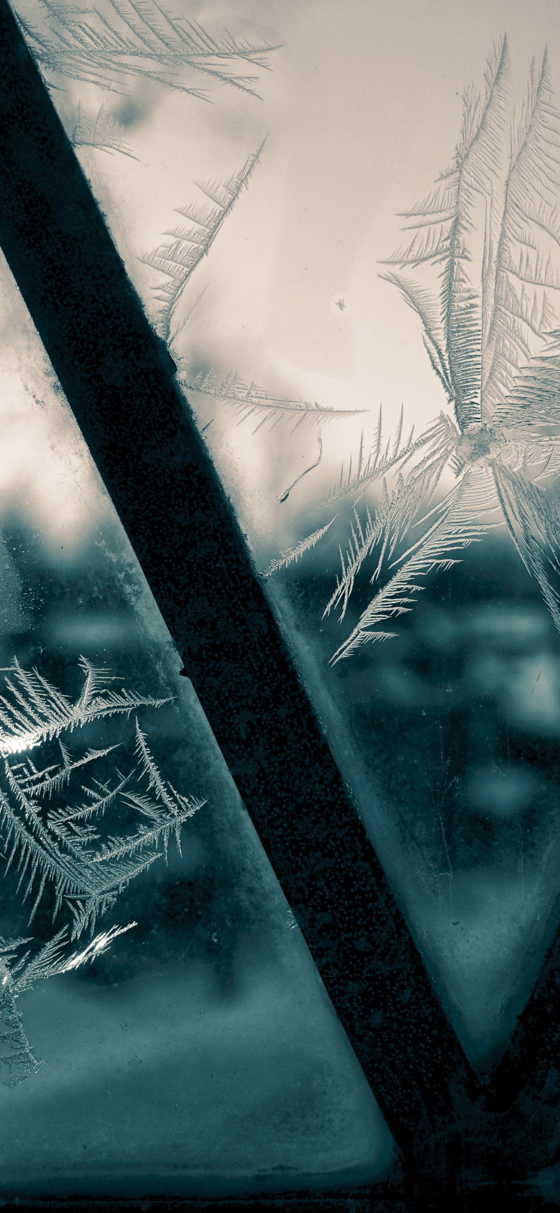 Обои лист, зеленый, вода, зима, стекло в разрешении 1125x2436