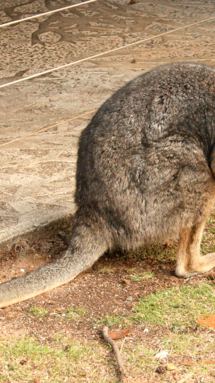 Обои валлаби, наземные животные, сумчатое животное, живая природа, пес в разрешении 720x1280