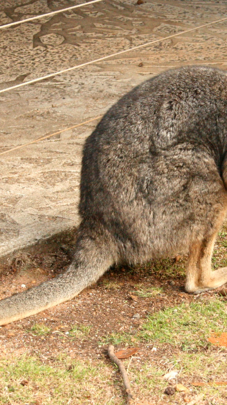 Обои валлаби, наземные животные, сумчатое животное, живая природа, пес в разрешении 750x1334