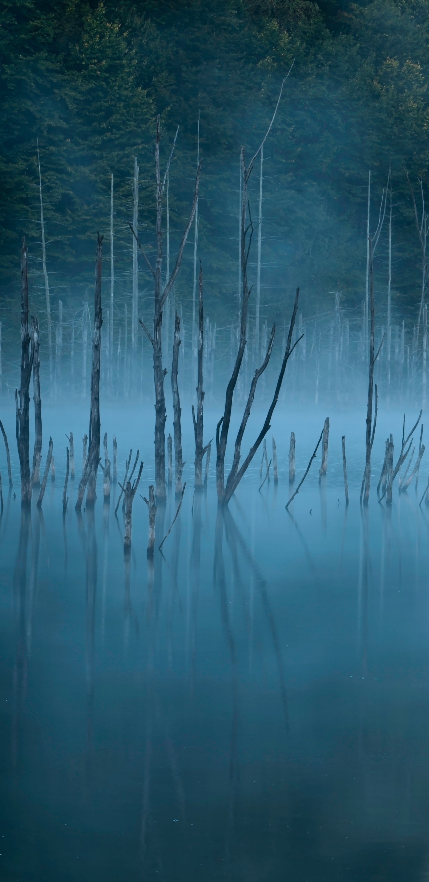 Обои Даниил mirlea, природа, синий, вода, отражение в разрешении 1440x2960