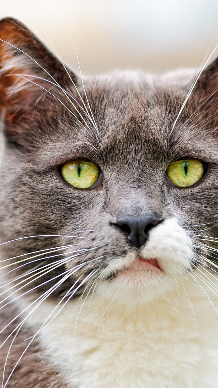 Обои воротник, морда, остроумие, фауна, мейн кун в разрешении 720x1280