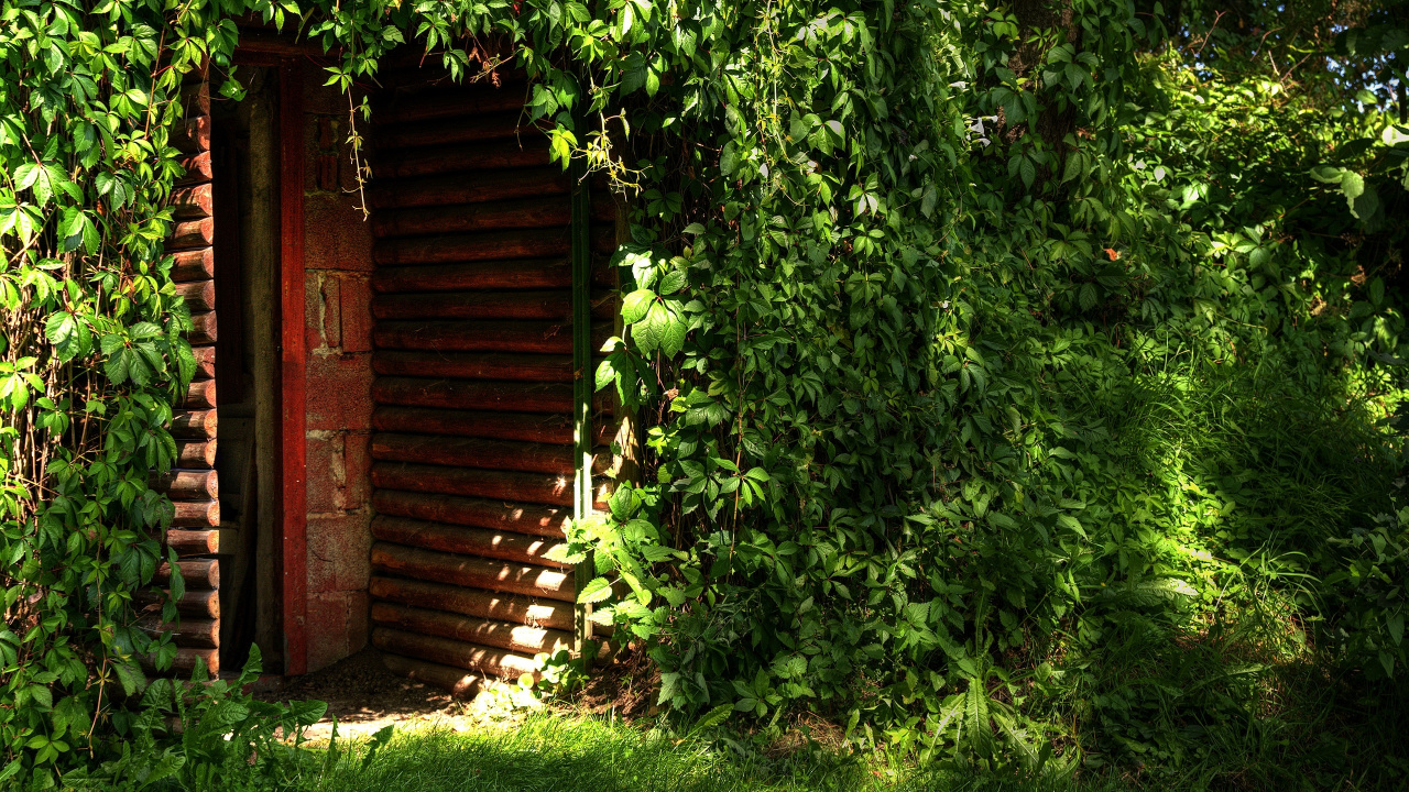 Обои растительность, дерево, дверь, фреска, сад в разрешении 1280x720