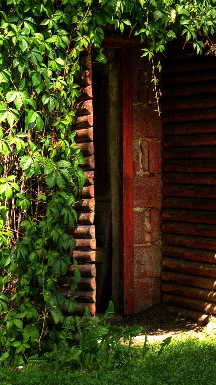 Обои растительность, дерево, дверь, фреска, сад в разрешении 720x1280