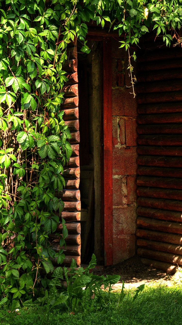 Обои растительность, дерево, дверь, фреска, сад в разрешении 750x1334