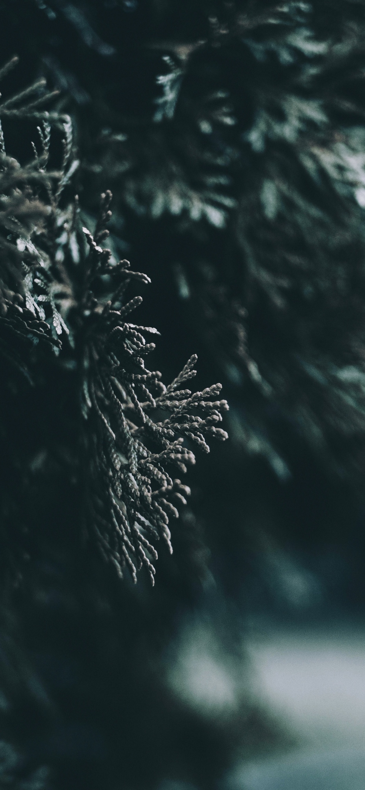 Обои вода, лист, природа, дерево, темнота в разрешении 1242x2688