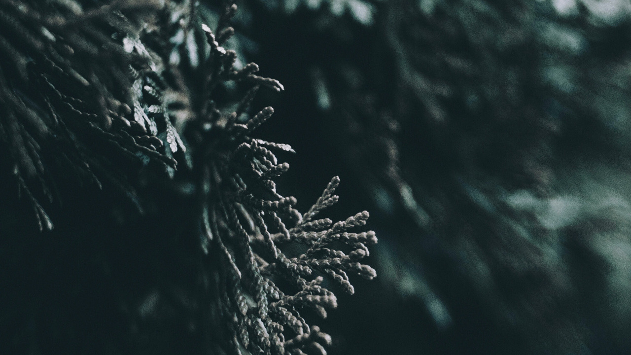 Обои вода, лист, природа, дерево, темнота в разрешении 1280x720