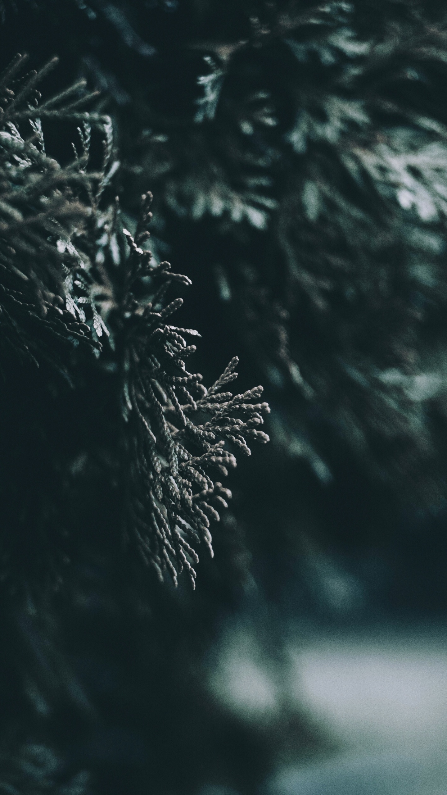 Обои вода, лист, природа, дерево, темнота в разрешении 1440x2560