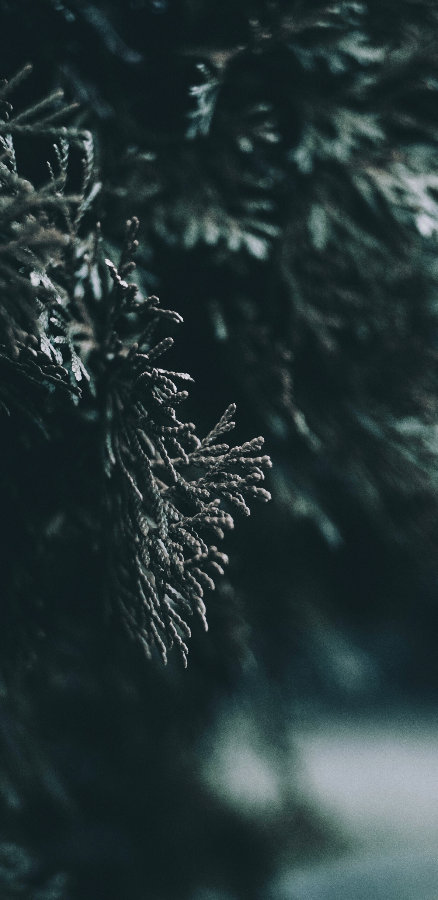 Обои вода, лист, природа, дерево, темнота в разрешении 1440x2960