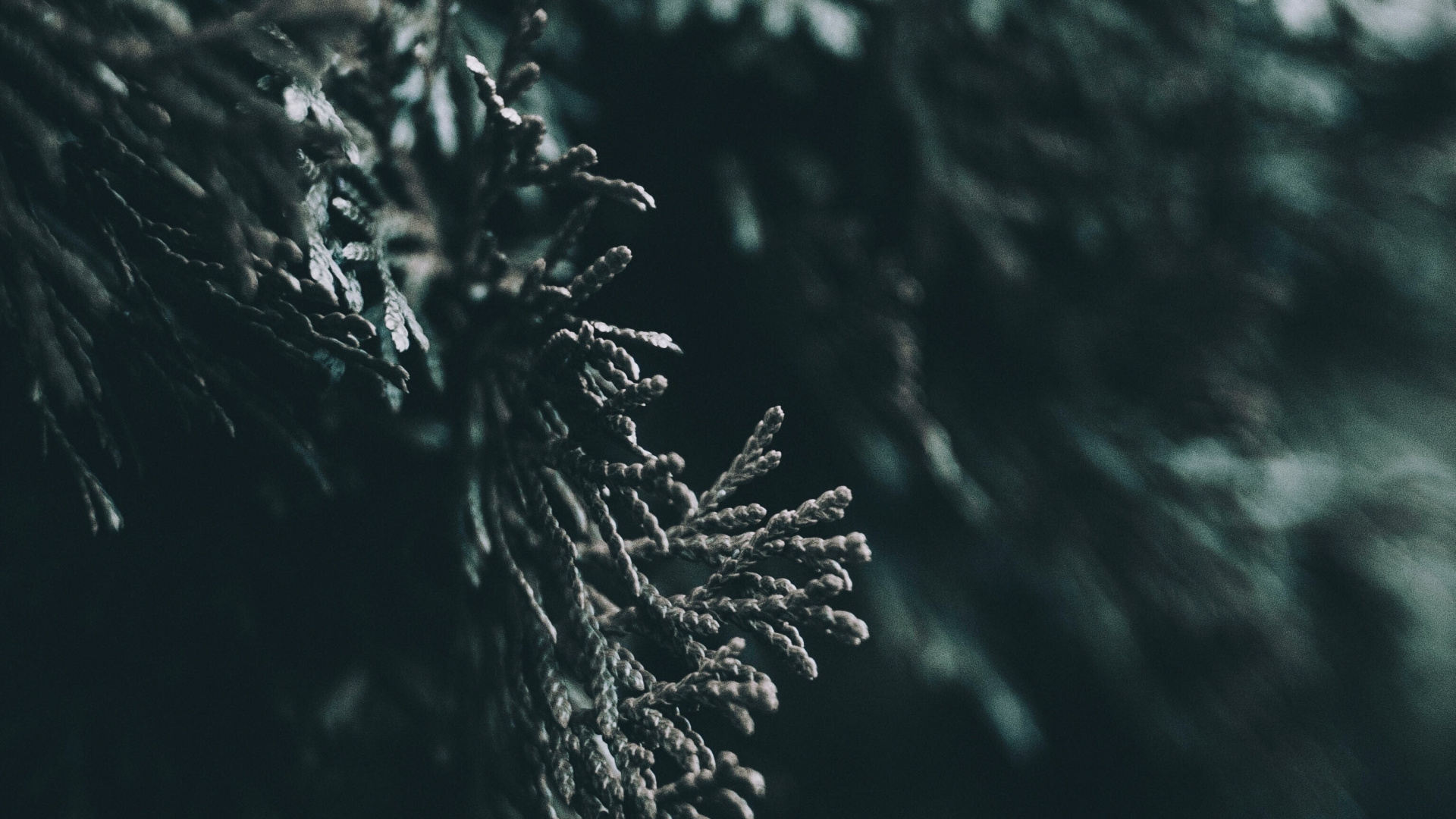 Обои вода, лист, природа, дерево, темнота в разрешении 1920x1080