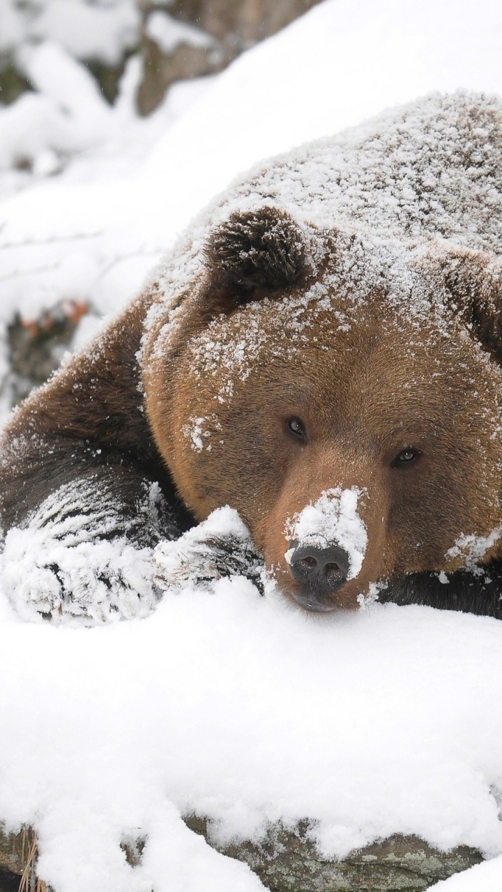 Обои Гризли, медведь, наземные животные, бурый медведь, живая природа в разрешении 720x1280
