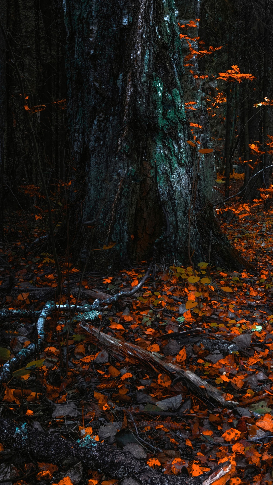 Обои природа, листопадные, северный лиственный лес, дерево, лист в разрешении 1080x1920