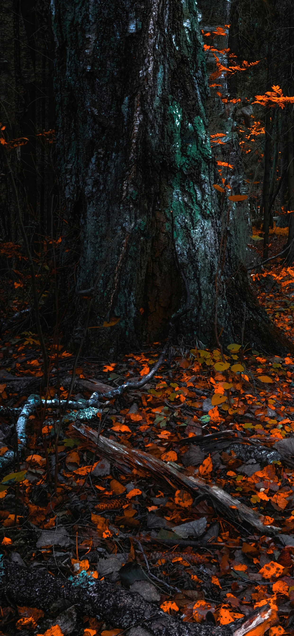 Обои природа, листопадные, северный лиственный лес, дерево, лист в разрешении 1242x2688