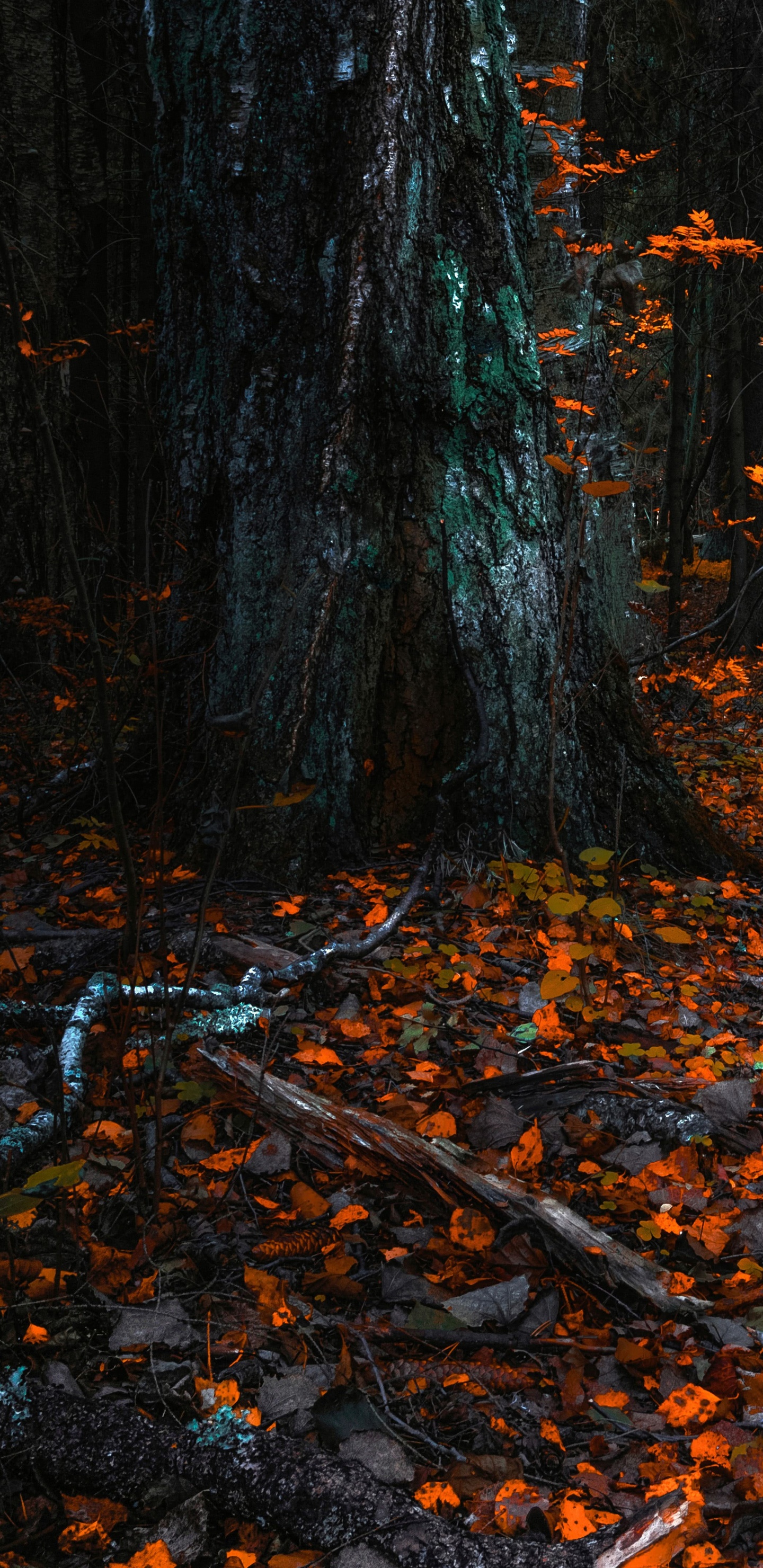 Обои природа, листопадные, северный лиственный лес, дерево, лист в разрешении 1440x2960