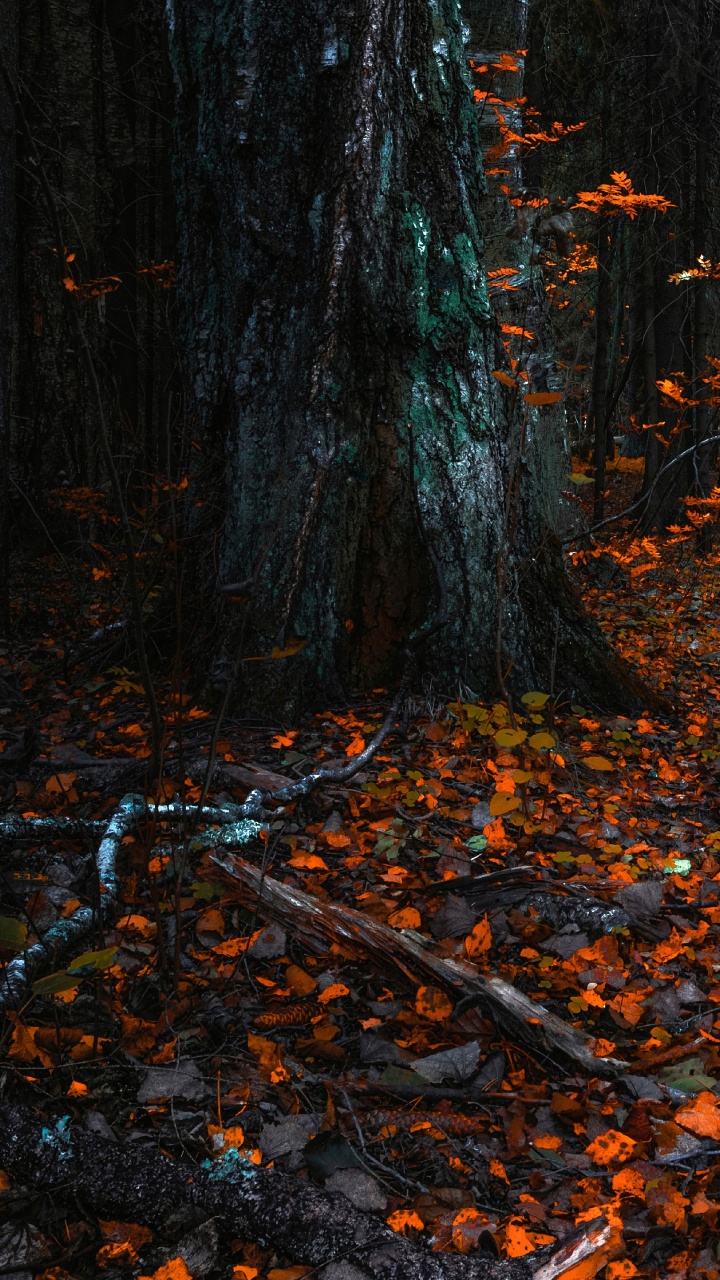 Обои природа, листопадные, северный лиственный лес, дерево, лист в разрешении 720x1280